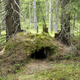 Uno de los agujeros donde los osos hibernan. Foto: Shutterstock